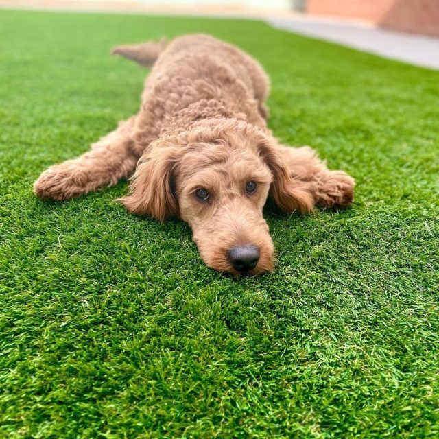 Dog lying on Easigrass Pet